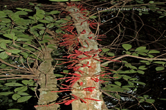 Baccaurea courtallensis